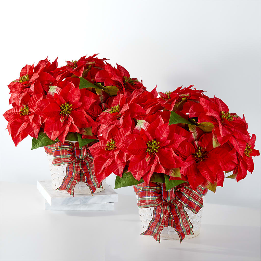 Happiest Holidays Poinsettia Bundle – D Florals, Jacksonville FL