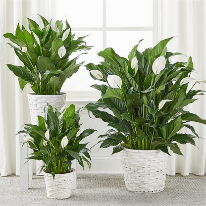 A New Leaf Peace Lily –  D Florals, Jacksonville FL